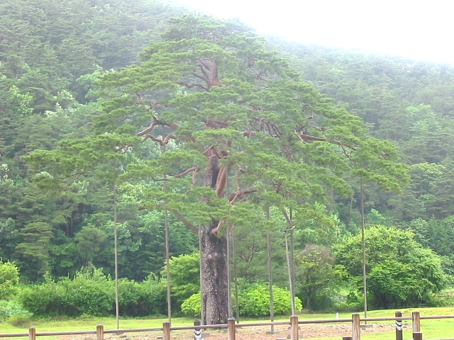 정이품 이미지