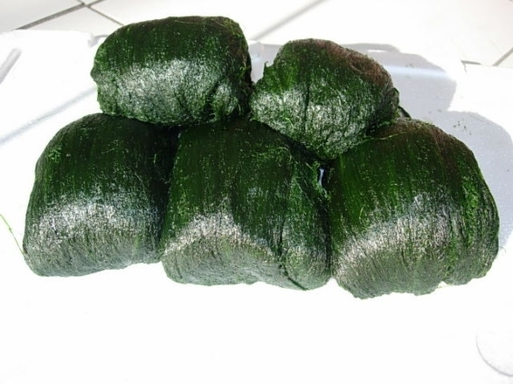 바다성 food 이미지