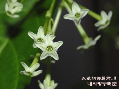 야래향 이미지