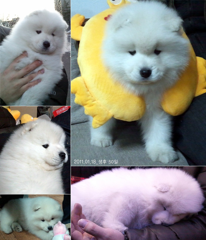 랑이 이미지
