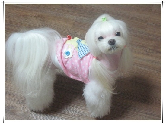 랑이 이미지