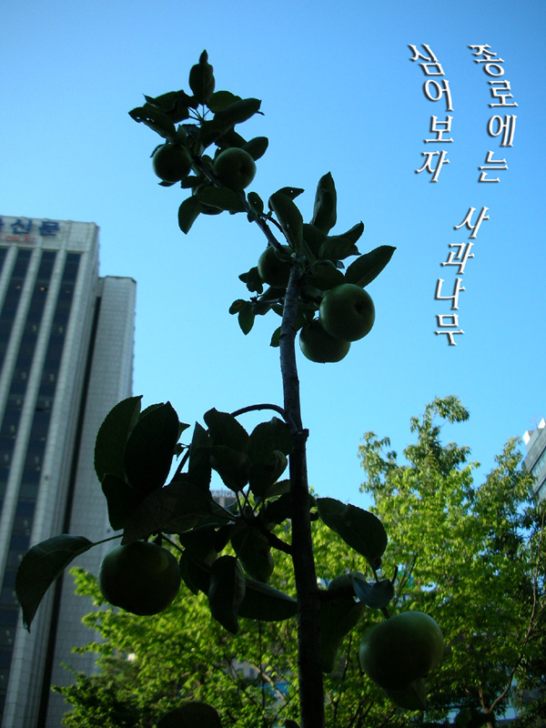 향운 이미지