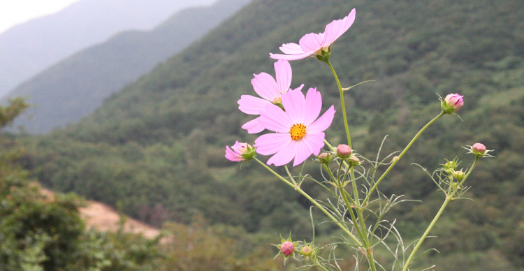 자수정 이미지