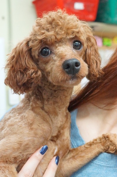 똘이2 이미지