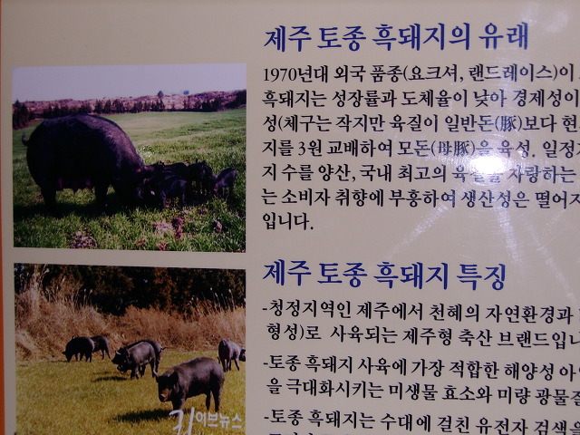 제주토종흑돼지 이미지