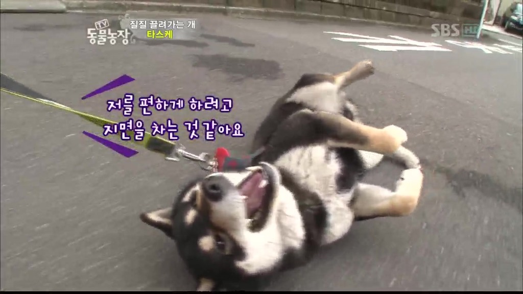 [동물농장] 목줄로 질질 끌려다니는 개.JPG | 인스티즈