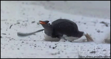 펭귄의 최후.gif | 인스티즈