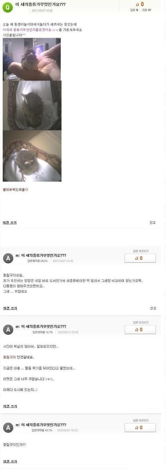 대한민국 조류 미스테리 | 인스티즈