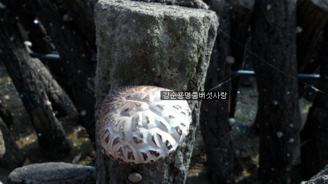 강순용명품버섯사랑 이미지