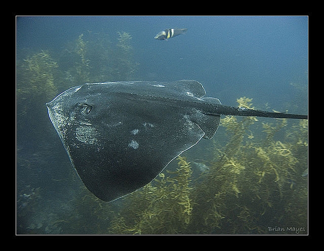 16266C494D4EB498126BAE