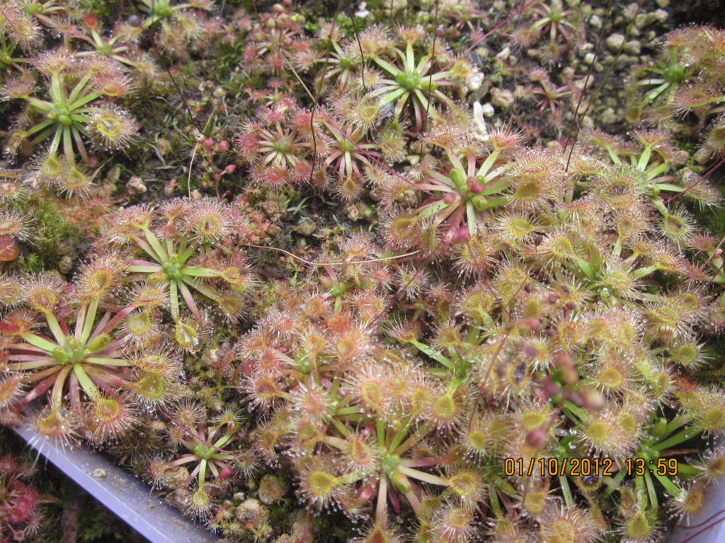 겜마 이미지