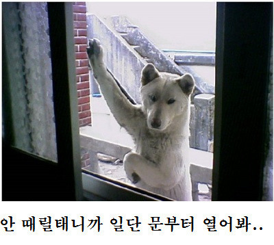 어디야 이미지