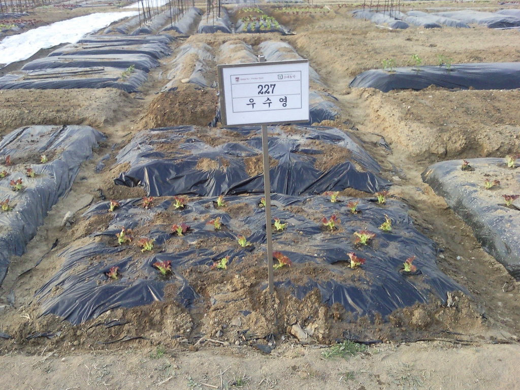고려대학교 덕소농장 이미지
