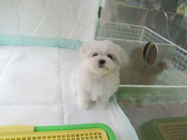 슈가허니 이미지
