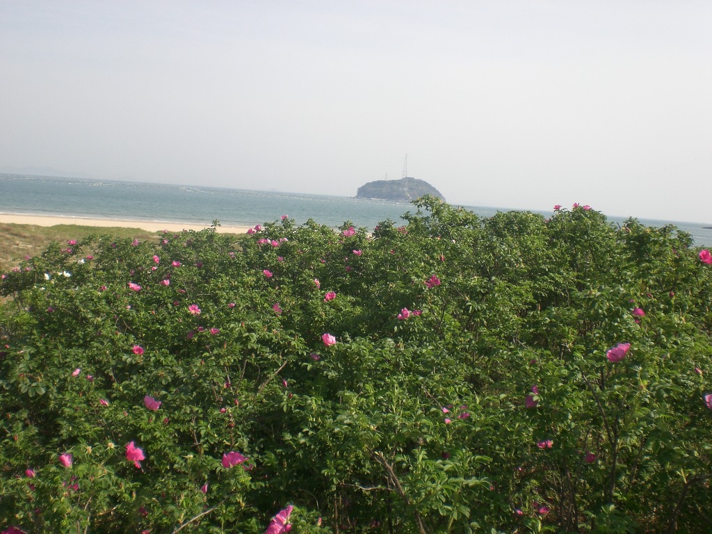 금일해당화해변 이미지