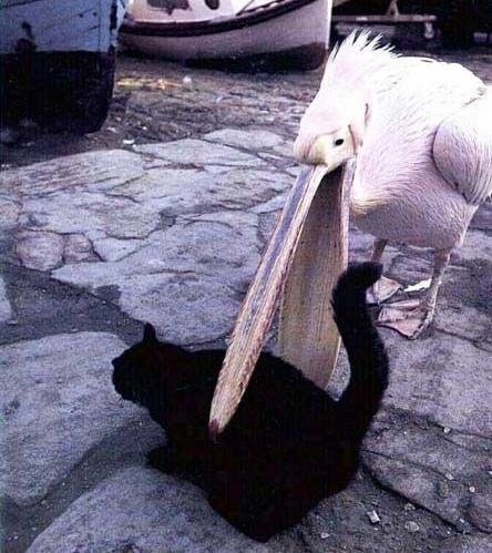오리의 꿈 이미지