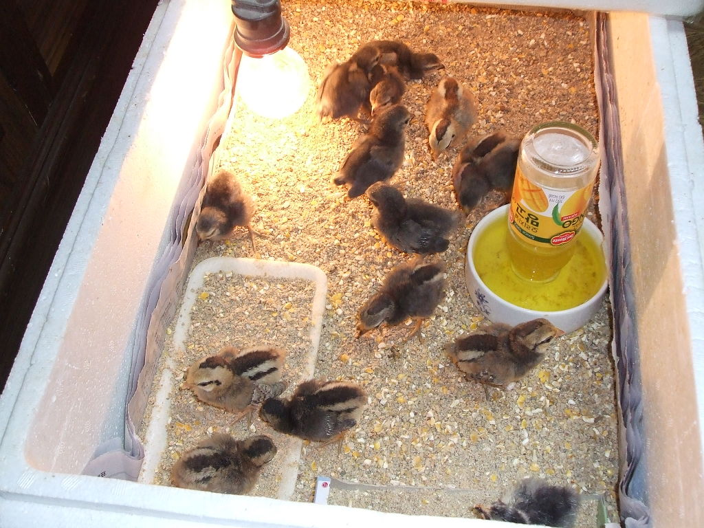 블렉백 이미지