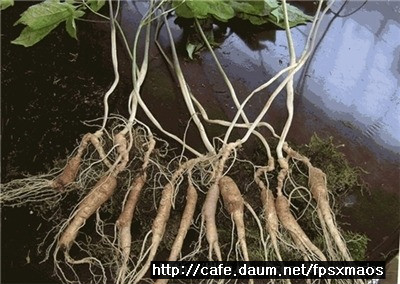 백두산렌트카 이미지