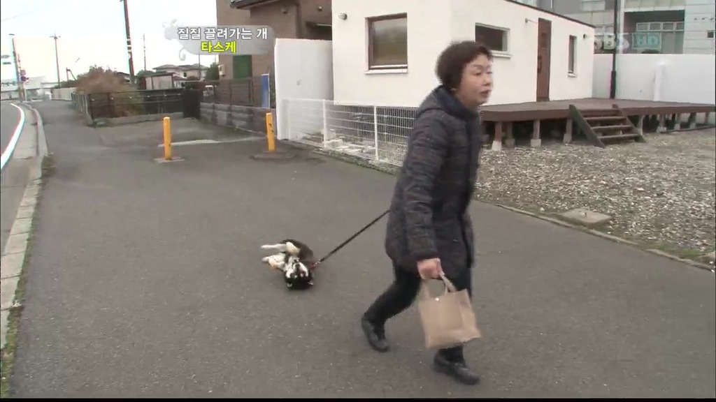 [동물농장] 목줄로 질질 끌려다니는 개.JPG | 인스티즈