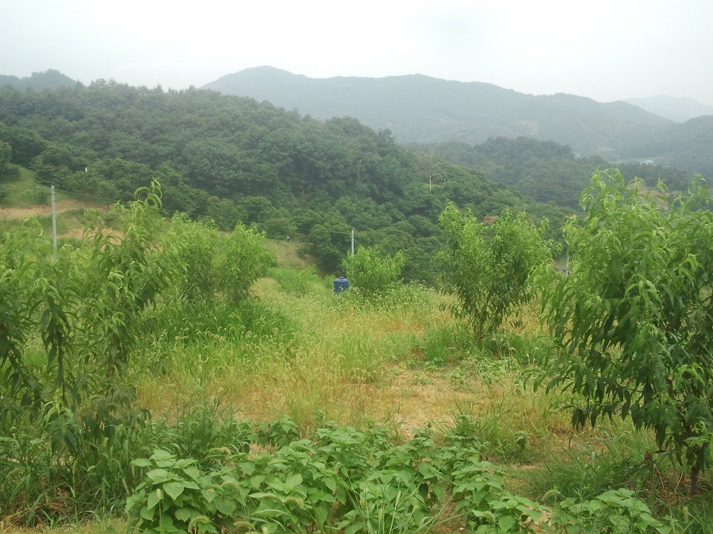 복숭아과수원 이미지