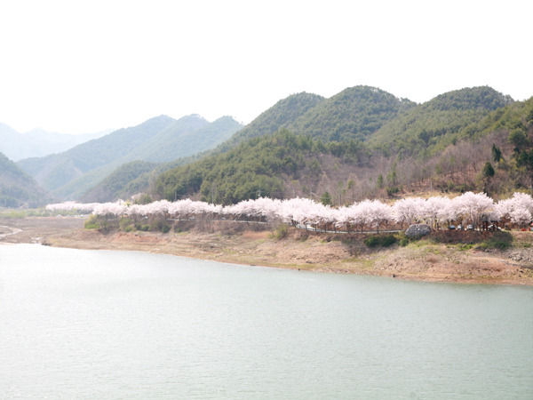 아름다운 나무 터널.jpg | 인스티즈