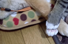 팔이 저린 시바.gif | 인스티즈