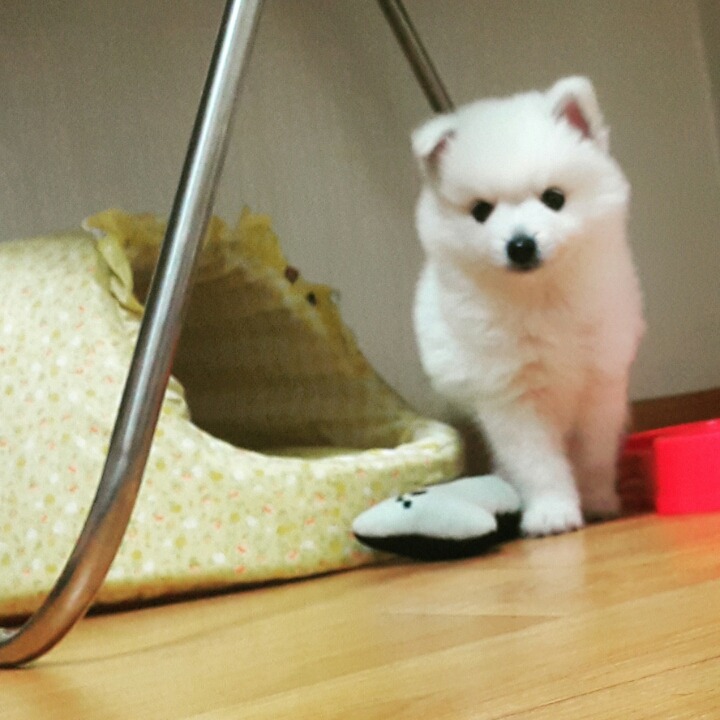 저도 집 강아지 사진 올려봐요_ | 인스티즈