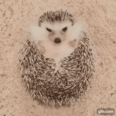 화난고슴도치를 달래는 방법.gif | 인스티즈