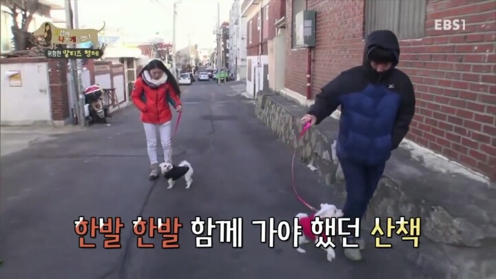 공격적인 반려견이 되는 이유 2부.jp | 인스티즈