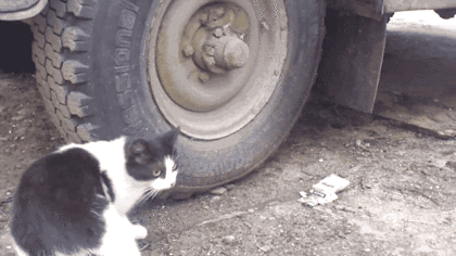 완전 위장.gif | 인스티즈