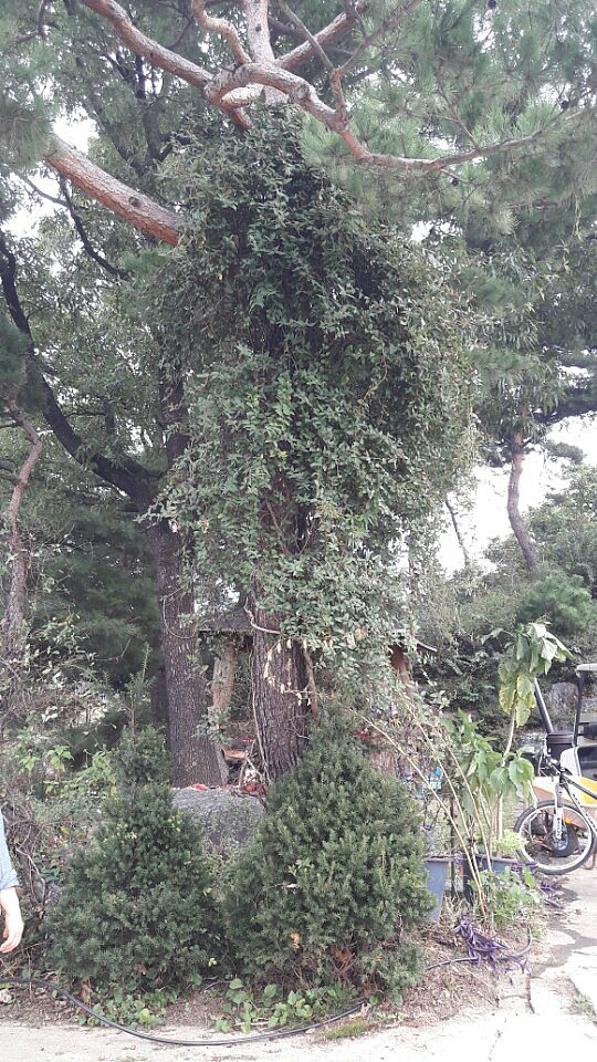 도곡농원 이미지