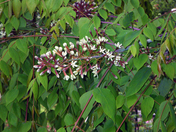 CoffeeTree 이미지
