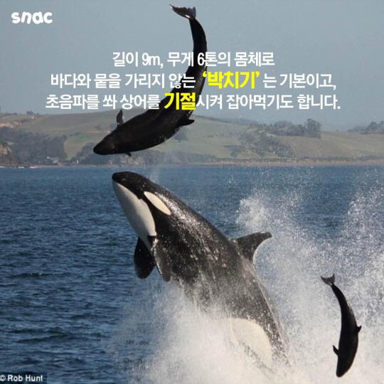 범고래와 까마귀의 지능 | 인스티즈