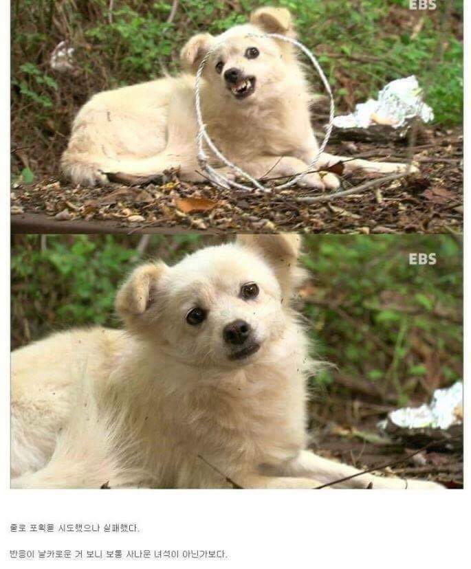 나는 아직 살수 있는데 왜 죽으라하나요 | 인스티즈