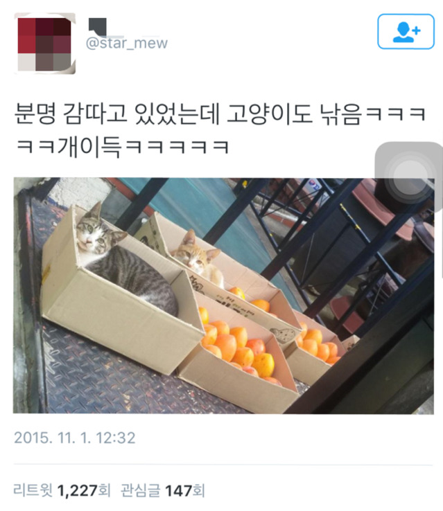 뜻밖의 .にゃん | 인스티즈