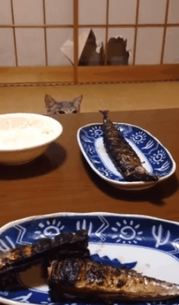 집념의 고양이 | 인스티즈