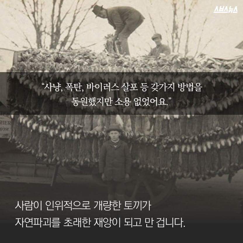 한국을 습격한 거대 토끼 | 인스티즈