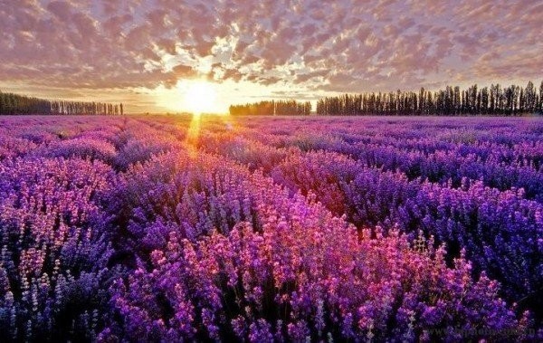 세계에서 제일 아름다운 꽃밭들 | 인스티즈