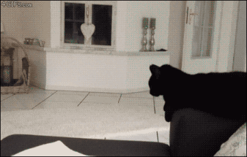 냥이파이브.gif | 인스티즈