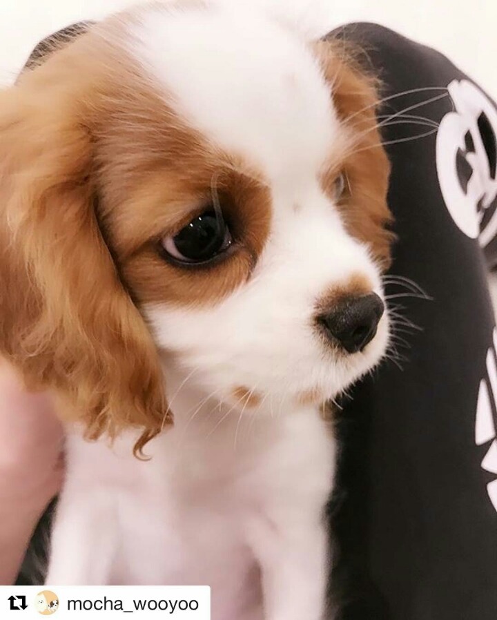오늘자 EXID 정화 쫑스타그램 (Feat. 모카) | 인스티즈