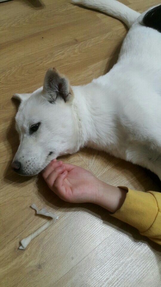 창녕 매실이 이야기를 아시나요?개소주가 되어서 돌아온 우리 매실이를 기억해주세요. 동물보호법강화를 위해 관심가져주세요 | 인스티즈