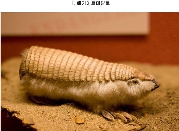 신기하게 생긴 생물들.jpg | 인스티즈