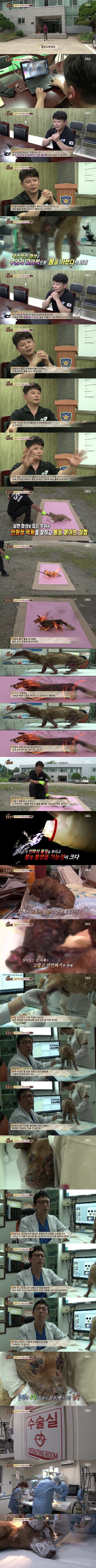 [동물농장] 온몸에 화상입은 강아지 | 인스티즈