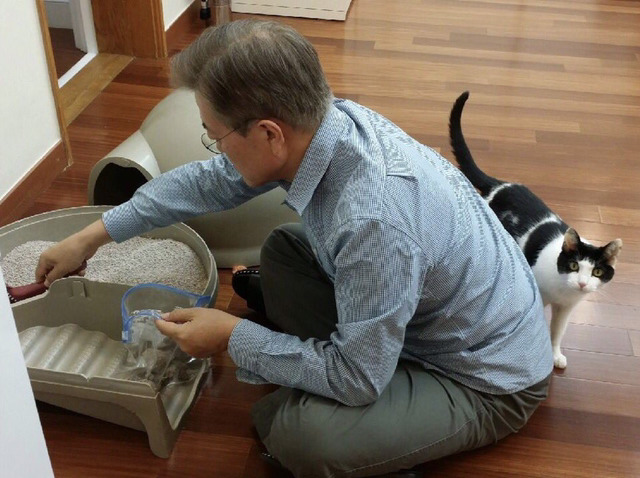 5/27 고양이 찡찡이와 문재인 대통령.jpg | 인스티즈
