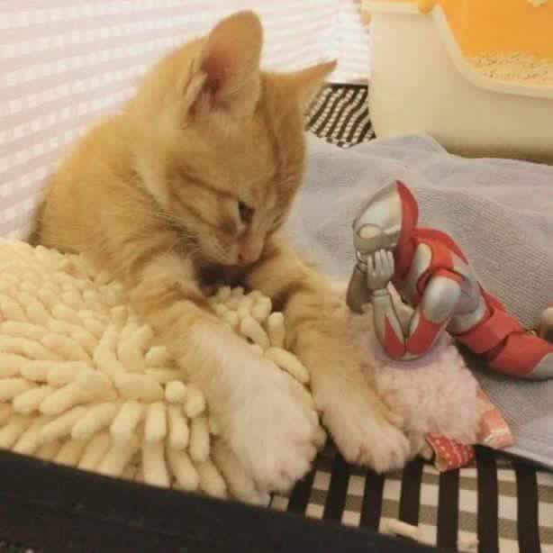 냥이 돌보는 울트라집사.jpg | 인스티즈