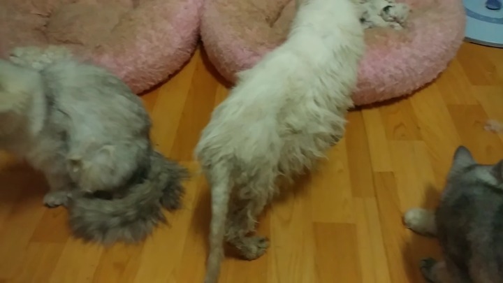 가정집 고양이공장같은 애니머호더 유튜버 봐줘라 | 인스티즈