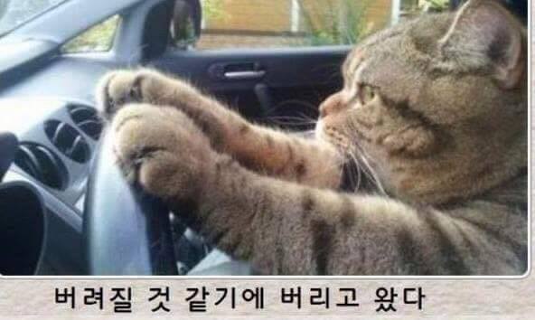 고양이 시리즈.jpg | 인스티즈