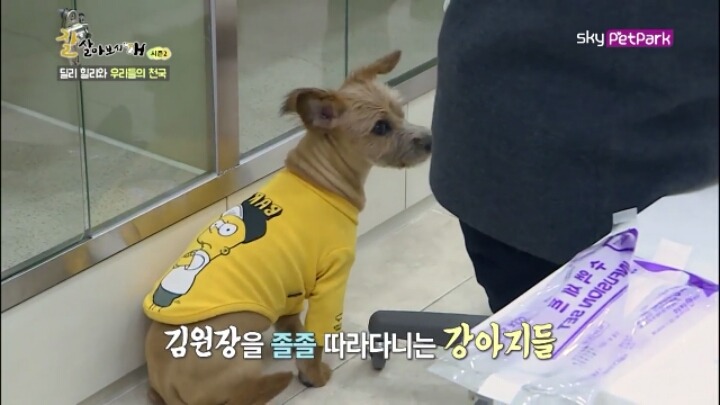 사람에 대한 트라우마가 있는 강아지 딜리 | 인스티즈