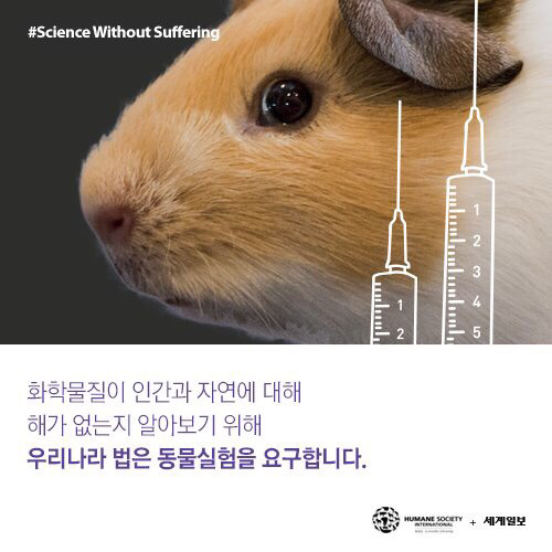 [필수!] 동물실험반대서명 하고가세요!!! 당신의 한서명이 몇천 몇만마리의 동물들을 살립니다!!! 서명하고 하는일마다 잘풀리는 복받아가세요~!! | 인스티즈