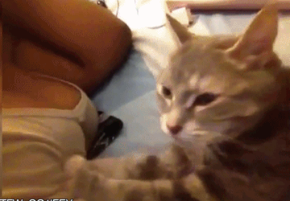 마사지 좋아하는 고양이.gif | 인스티즈